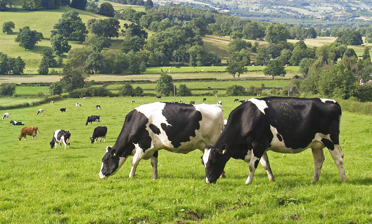 Holsteins graze in a field