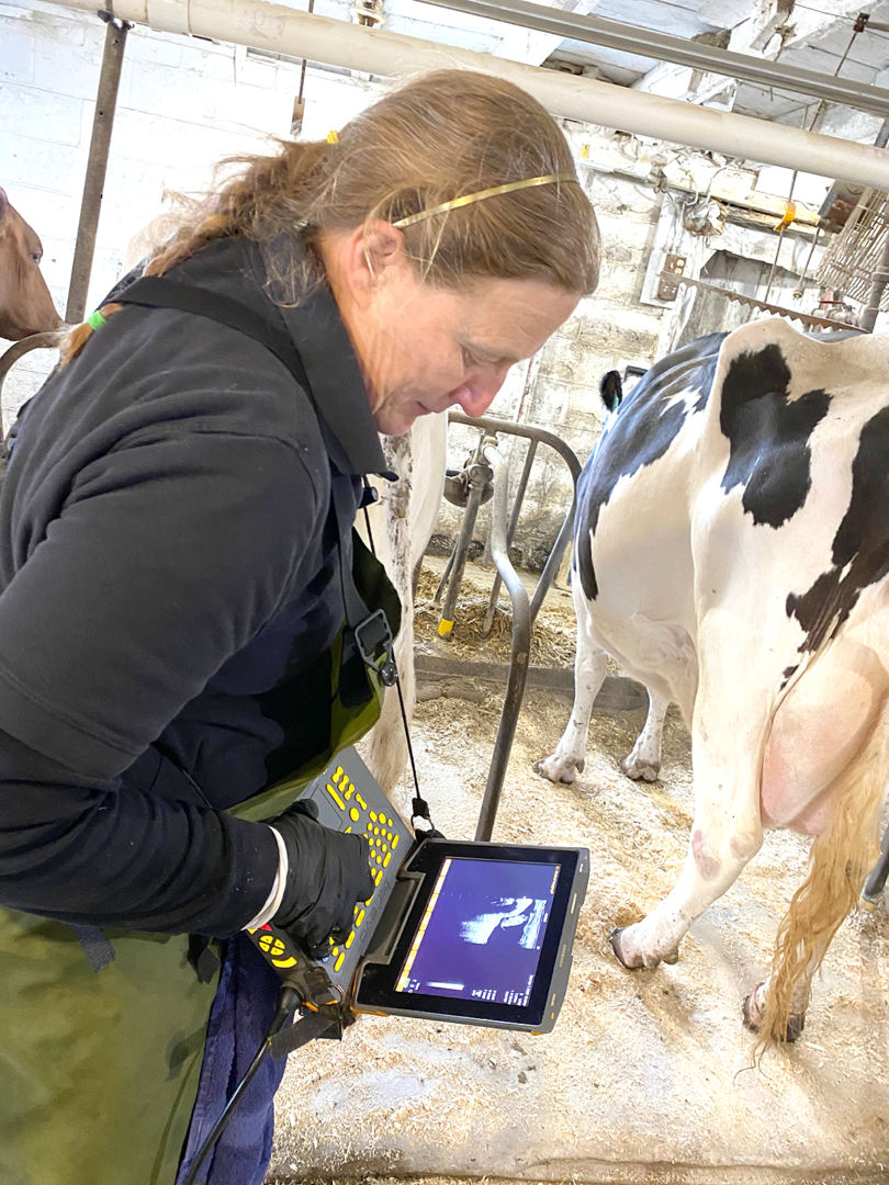 Veterinarian Sandy Curran uses ultrasound technology to determine the gender of a cow fetus.