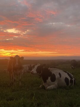 A beautiful sunrise through hazy skies as I brought the cows in to be milked.