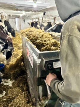 Carter feeding the cows with the automatic feed cart. A new addition to the farm that makes feeding cows a quick and easy task now. What a daily blessing it is! We’ve used a wheelbarrow twice a day (one load to four cows) for the last seven years.