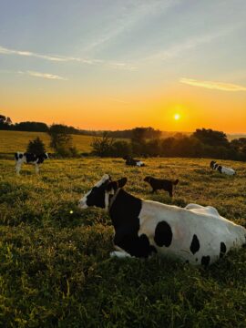 Cows comfortably relax on rolling, green hills with the sun setting in the background.