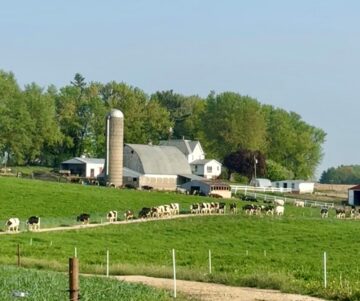 A distant view of Holstein cows at High Grove Farm marching back to the barn for breakfast and milking.