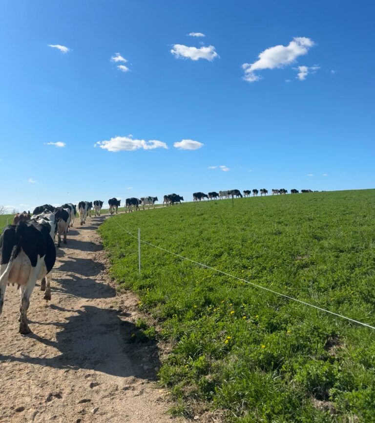Dairy cows walk along a pasture path under a bright blue sky at High Grove Farm in Soldier’s Grove, Wisconsin. Featured Image