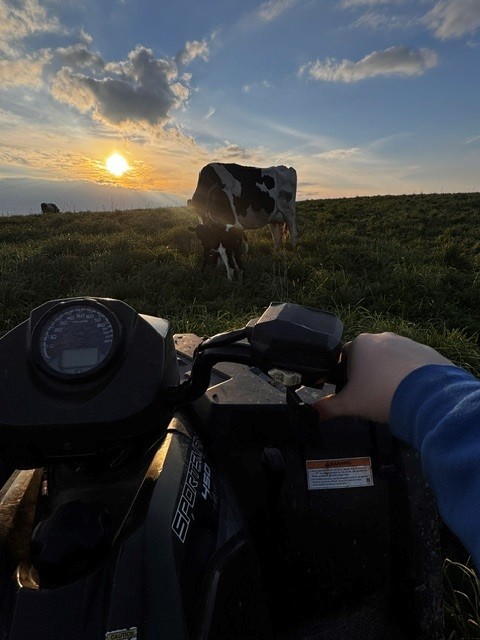 A black-and-white cow and calf stand in a grassy pasture at sunset, viewed from the seat of an ATV with the rider’s hand on the handlebar in the foreground. Featured Image